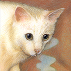  Images of Cats 