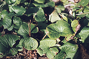  From the Herb Garden