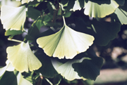 Gingko