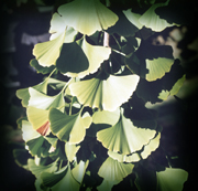 Gingko