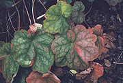 Large Flowered Trillium