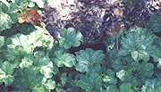 Large Flowered Trillium