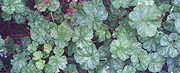 Large Flowered Trillium