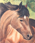   Delilah Horse  