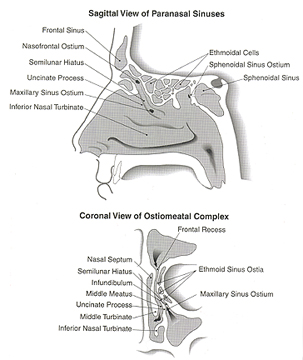   Sinuses 